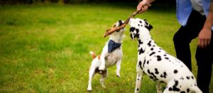 flightpath-redefined-merck-animal-healths-digital-image-to-drive-sales-and-connect-with-a-larger-audience-the-solve