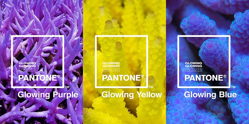 pantone-glowing-coral-project