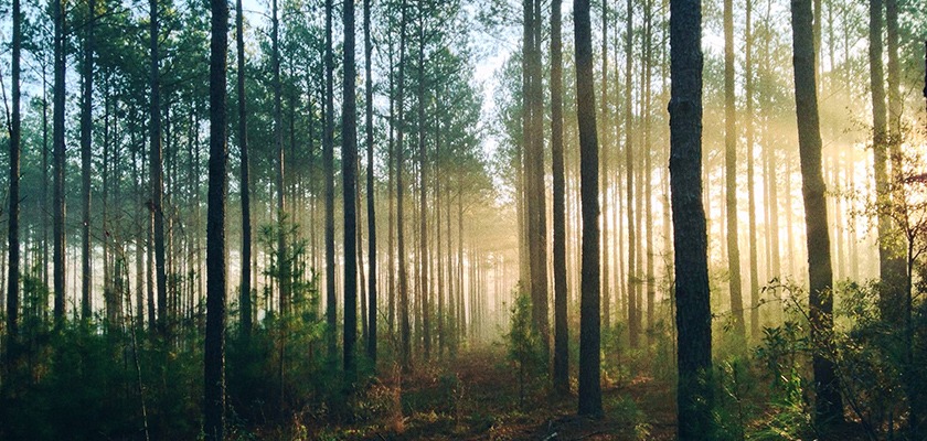 digital-marketing-agency-impression-plants-10000-trees