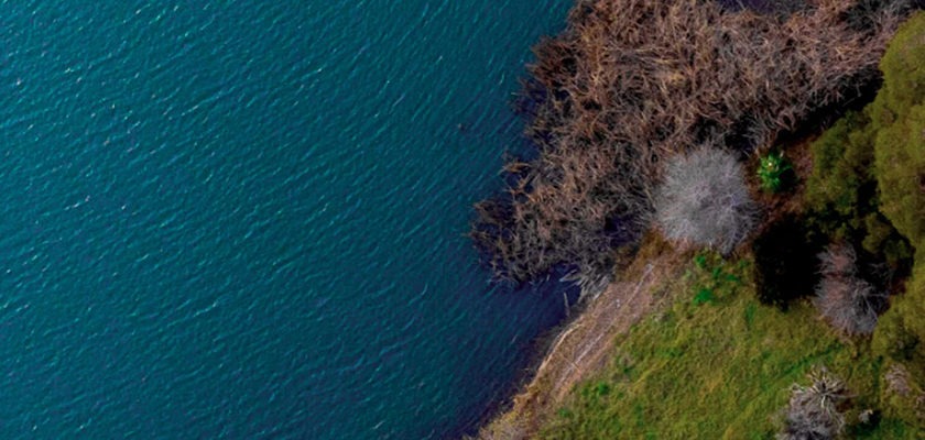 trees-seas-festival-crowds-beach-clean-up