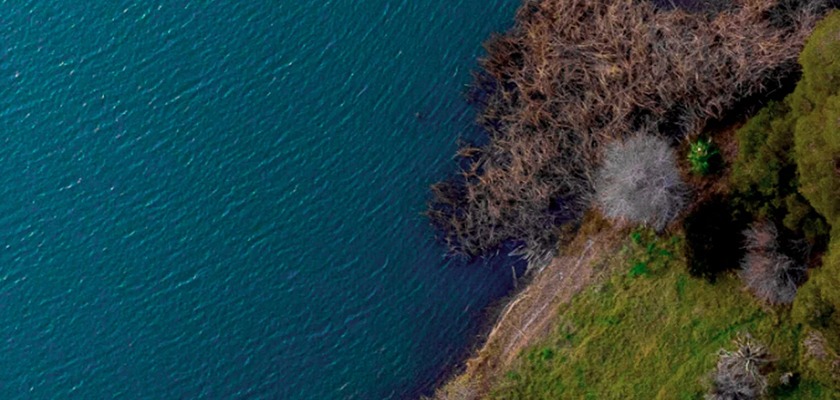 trees-seas-festival-crowds-beach-clean-up