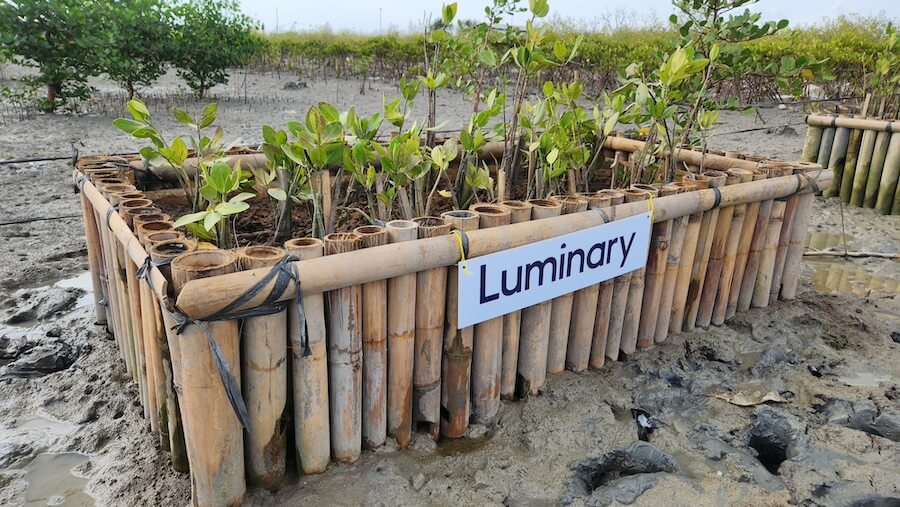 luminary-offsetting-its-carbon-emissions